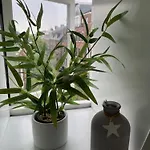 Veldhorst 레이든