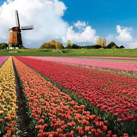 Veldhorst * ライデン